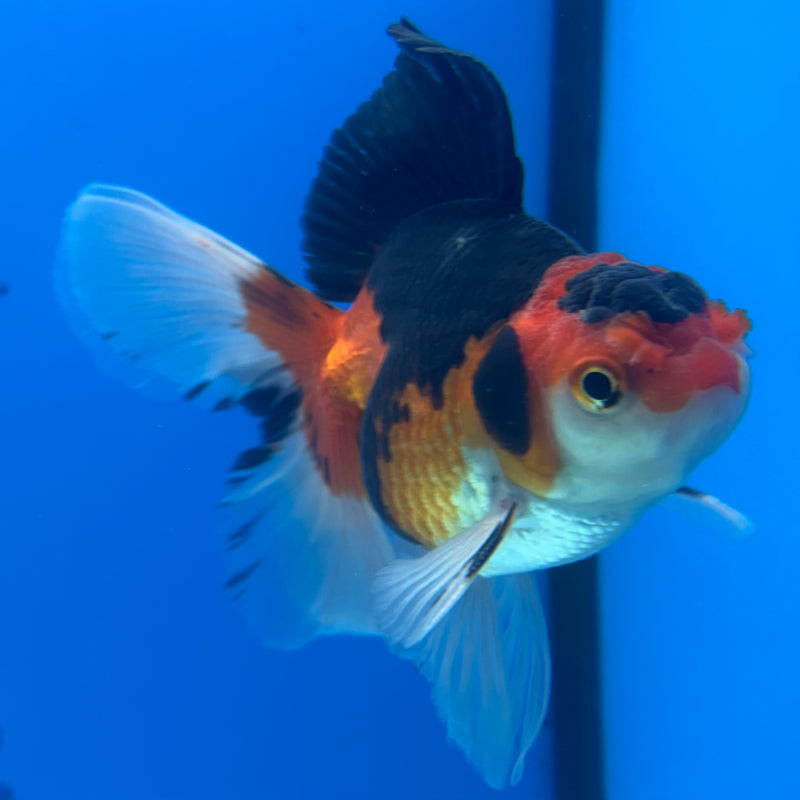 Thai Oranda Apache 3” Body Male(CK-1407)R1B09