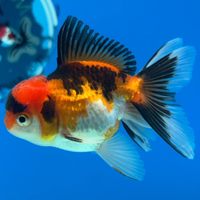 Thai Oranda Apache 2” Body Male(CK-1272)R3B05