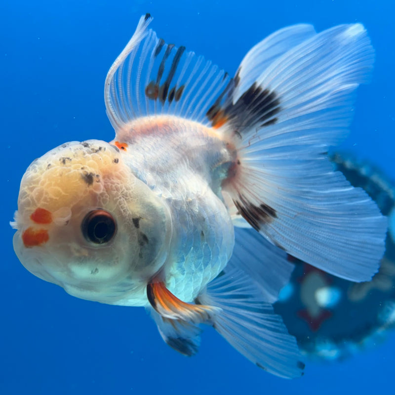 Thai Oranda Lemon Head Tri-Color 2.5” Body Female(CK-1013)R3B15
