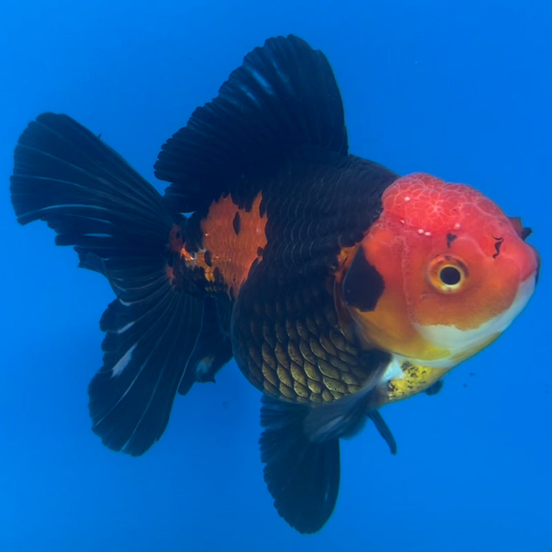 Thai Oranda Apache 3” Body Male(CK-1418)R1B08