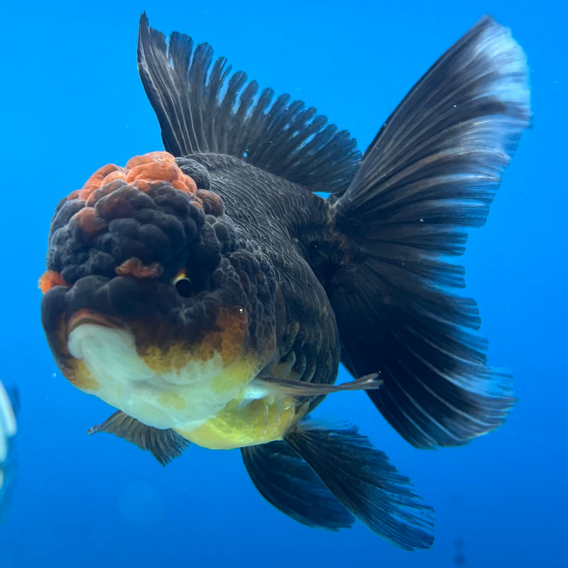 Thai Oranda Apache 2.5” Body Female(CK-980)R3B09