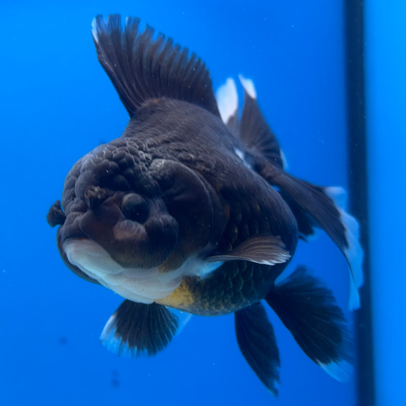Thai Oranda Panda 3.5” Body Female(CK-1396)SHOWTANK2