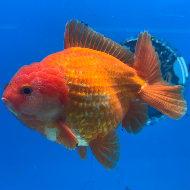 Thai Oranda JUMBO Red/White 4.5” Body Male(CK-1472)R2B14