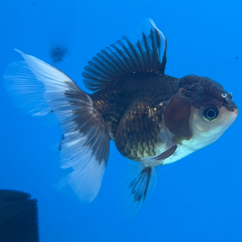 Thai Oranda Panda/Tri-Color 2.5” Body Female(CK-1297)R3B19