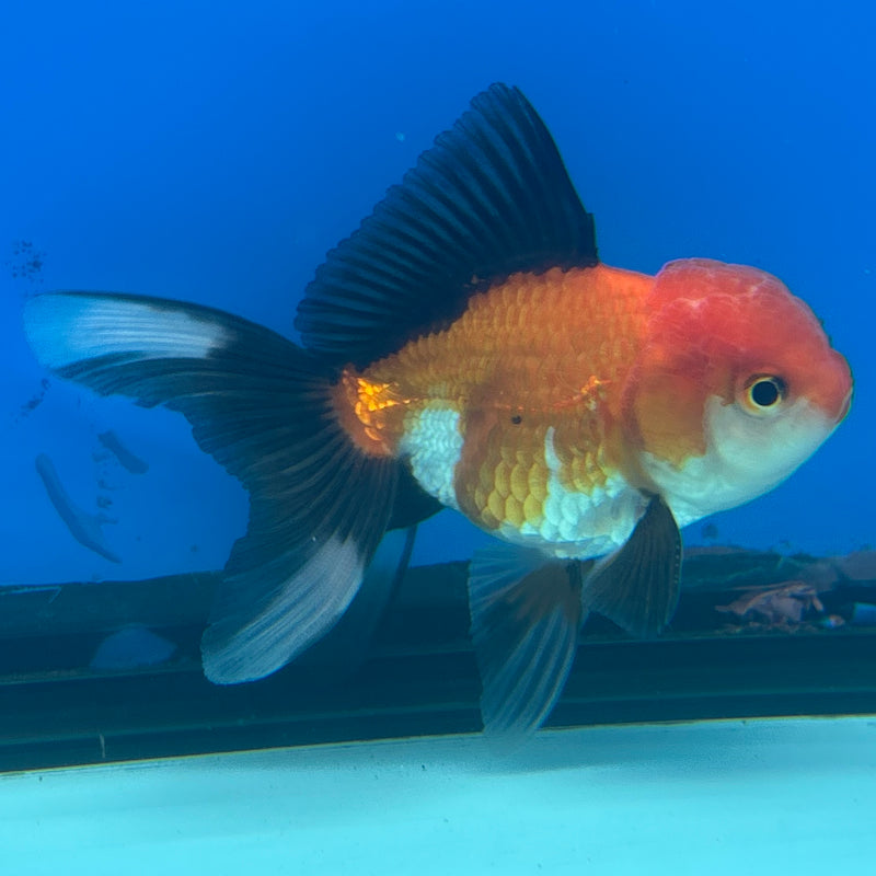 Thai Oranda Apache 2.5” Body Male(CK-1287)R3B02