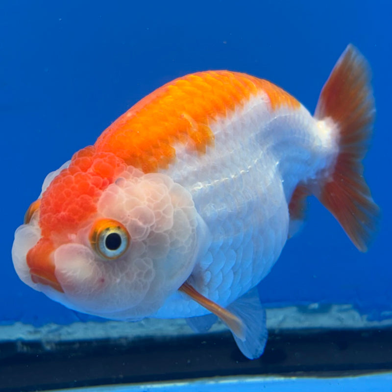Thai Ranchu Red/White 3.5” Body Female(CK-830)R3A13