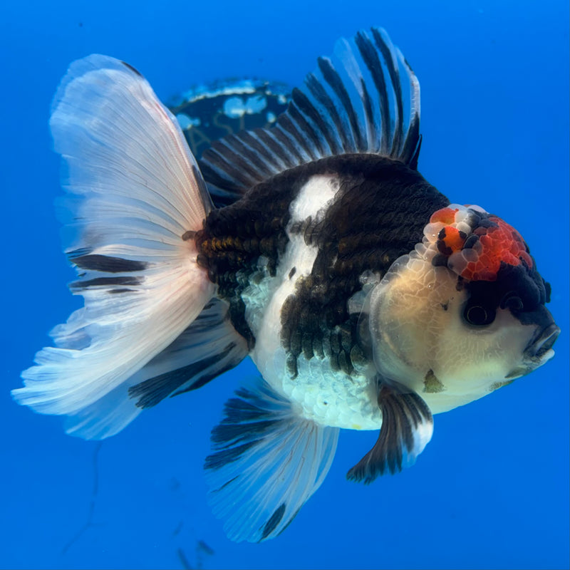 Thai Oranda Tri-Color 3.5” Body Male(CK-1036)SHOWTANK2