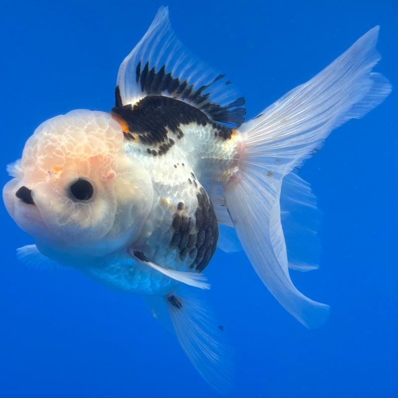 Thai Oranda Tri-Color 3” Body Female(CK-1377)R1B11
