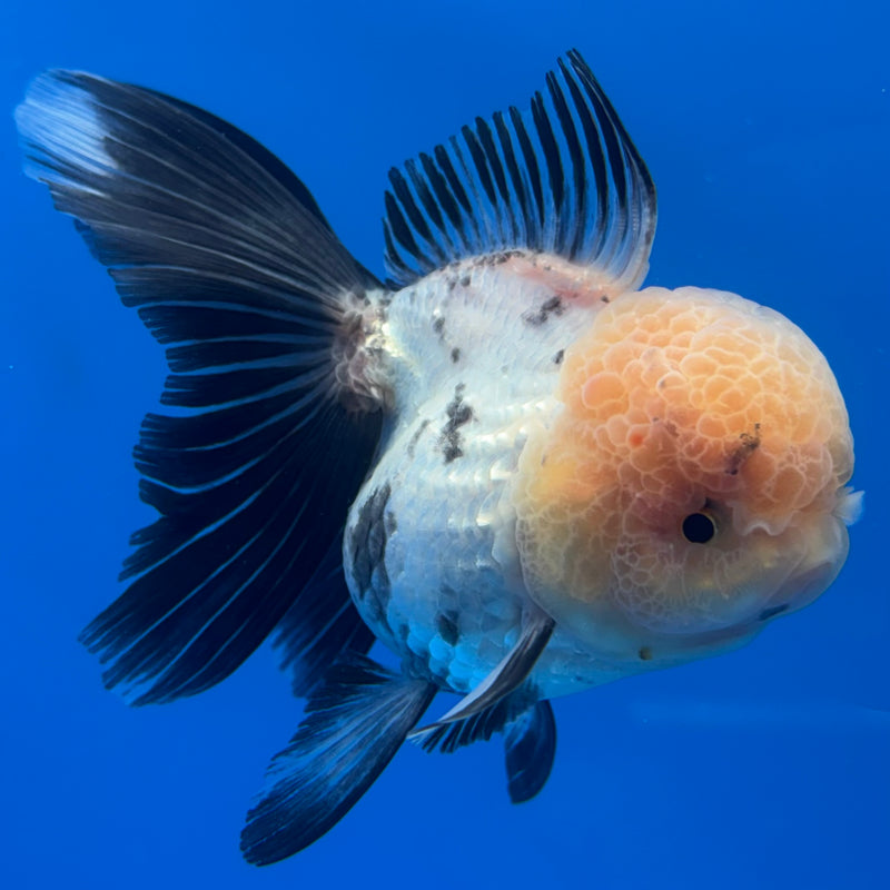 Thai Oranda Lemon Head Panda 3” Body Female(CK-691)R1A07