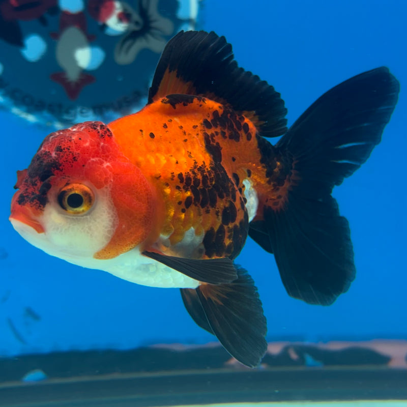 Thai Oranda Apache 3” Body Female(CK-871)R3A16