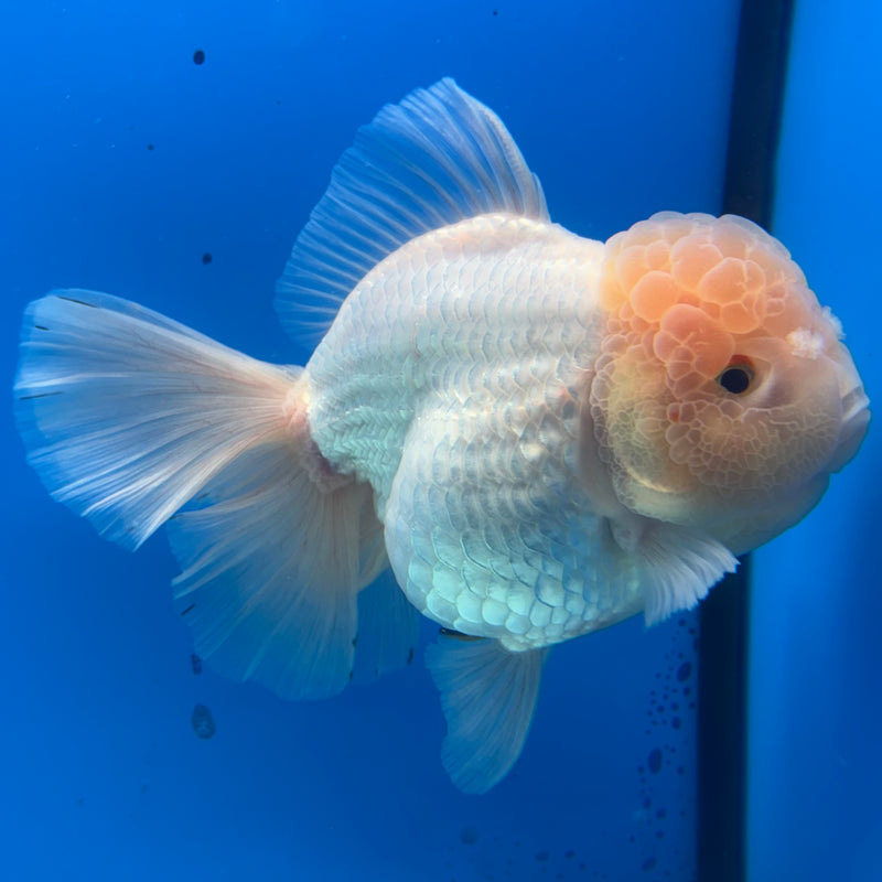 Thai Jumbo Oranda Lemon Head White 4.5” Body Female(CRP-CK-1083)BLUETUB2