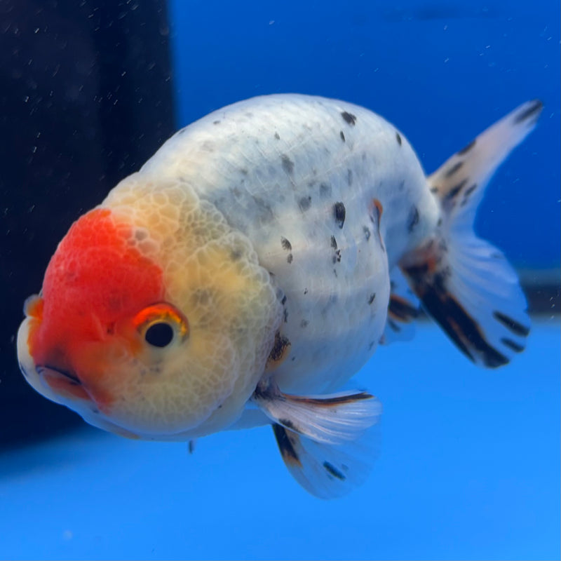 Thai Ranchu Tri-Color Calico 3.5” Body Male(CK-946)R2C03