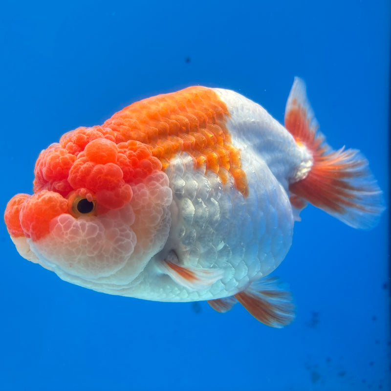 Thai Ranchu JUMBO Red/White 4.5” Body Female(CK-1317)SHOWTANK2