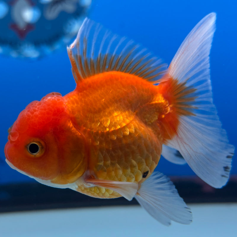 Thai Oranda Button Eye Red/White 2” Body Female(CK-1276)R3B04