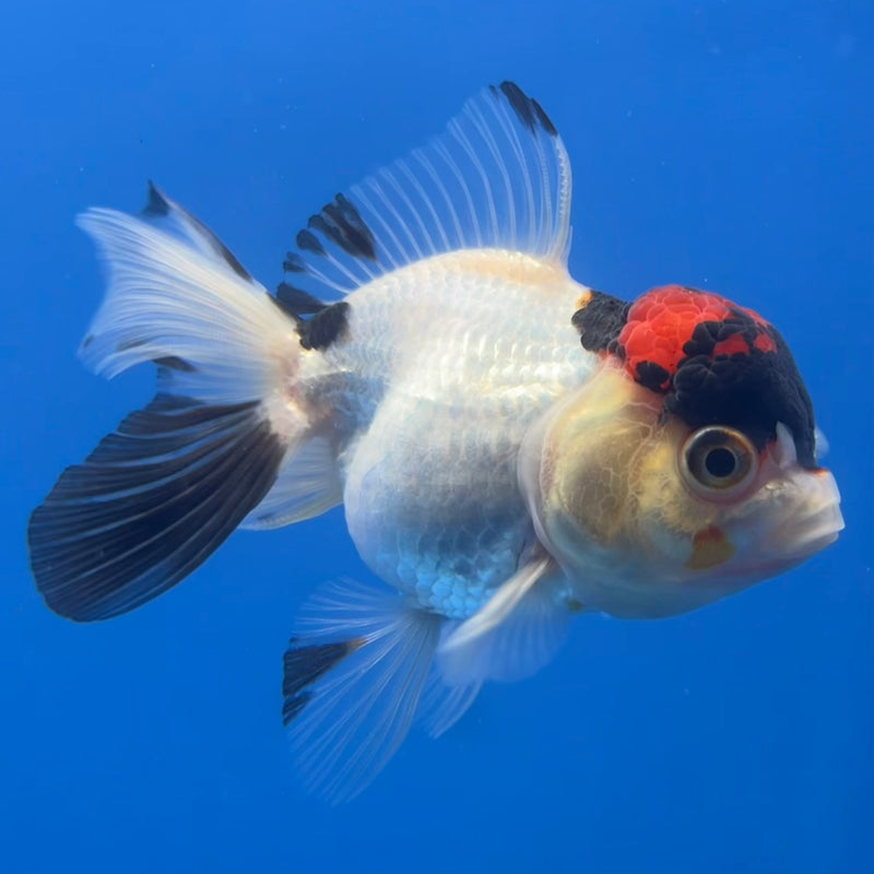 Thai Oranda Tri-Color 2.5” Body Female(CK-780)R3A15