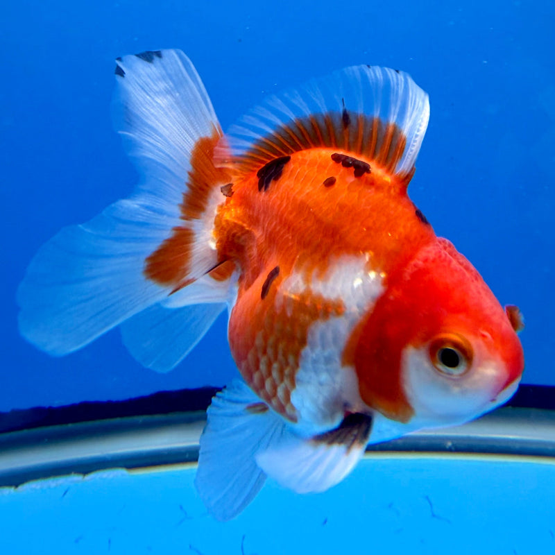 Thai Oranda Tri-Color 3in Male (FEB-300)R2B06