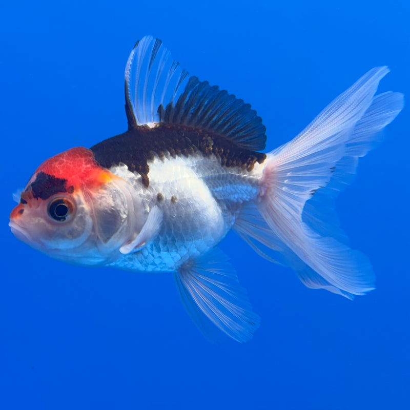 Thai Oranda Tri-Color 2.5” Body Male(CK-1310)R3B14