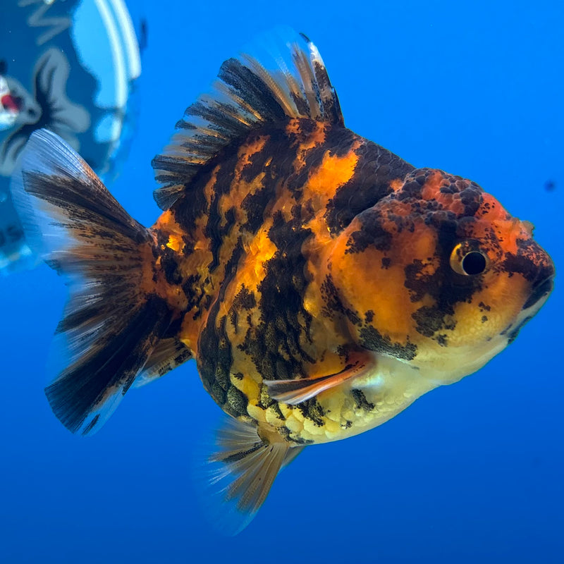 Thai Oranda Calico Tiger Yuanbao by SHOGUN 3” Body Female(CK-1170)R3A06