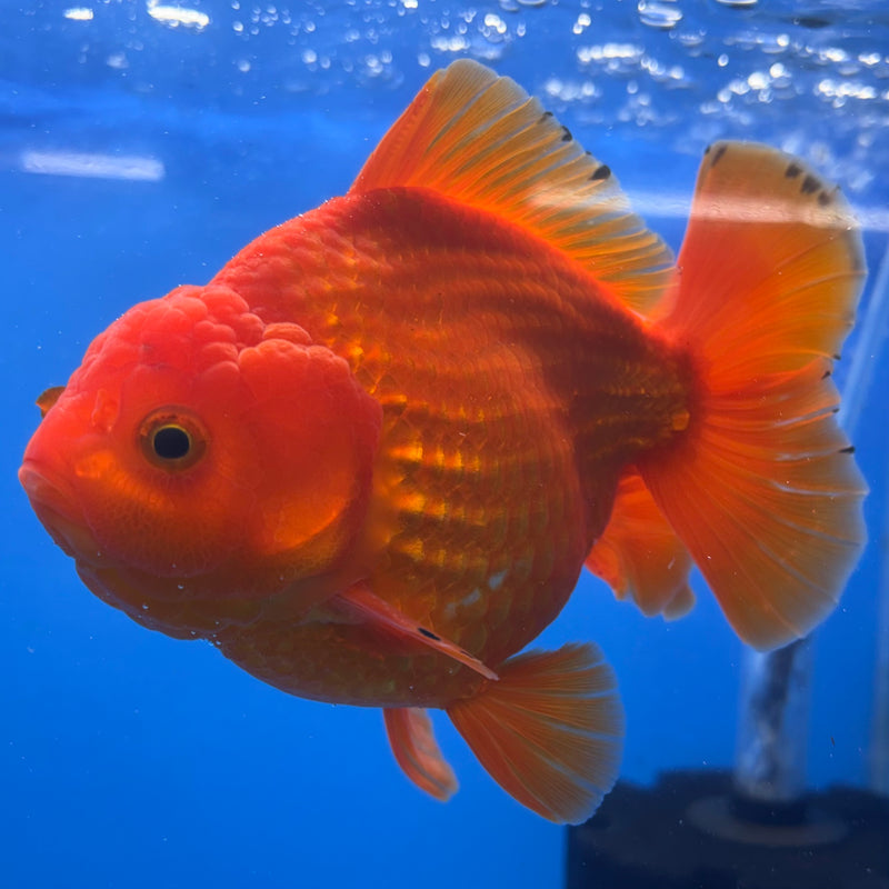 Thai Oranda Full Red 4” Body Male(CK-1442)BLUETUB2