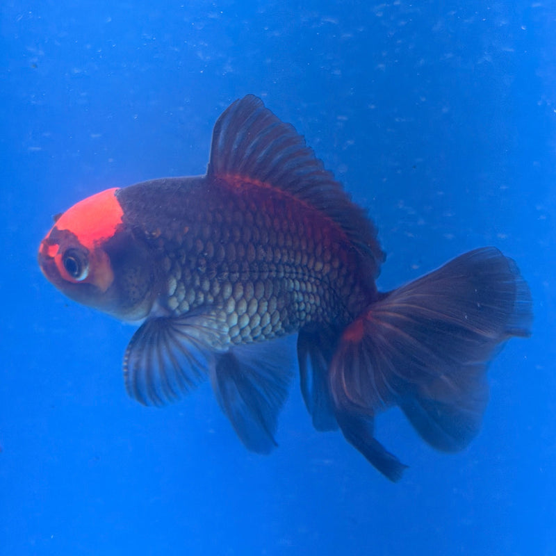 Thai Oranda Apache 2.5” Male (FEB-321)R3B08