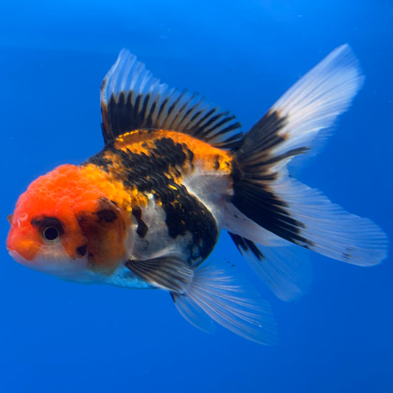 Thai Oranda Tri-Color/Apache 2.5” Body Female(CK-1235)R3B12