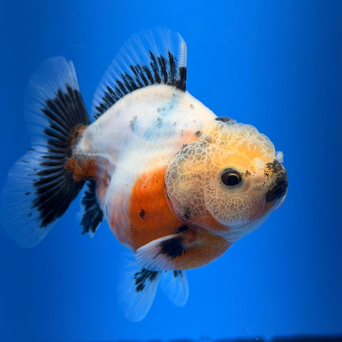 (KP-259) SHOGUN 2.5'' Calico Oranda (TUB15)