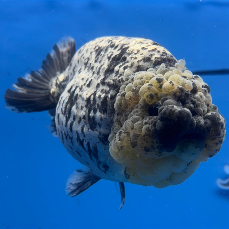 Thai Ranchu White Tiger 4.5” Body Male(BIN-CK-1042)R1BLUETUB2