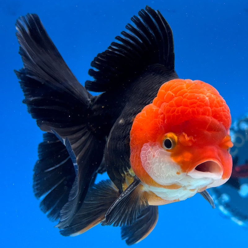 Thai Oranda Apache 3.5" Male(CK-1540)R2A07