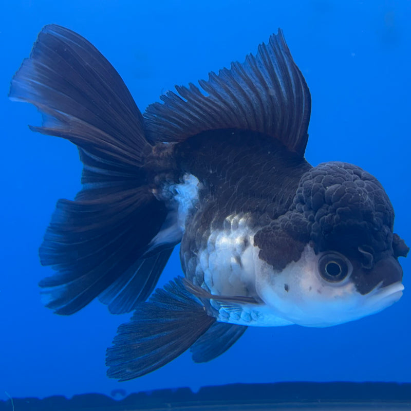 Thai Oranda Panda 3.5” Female(CK-785)R1A12