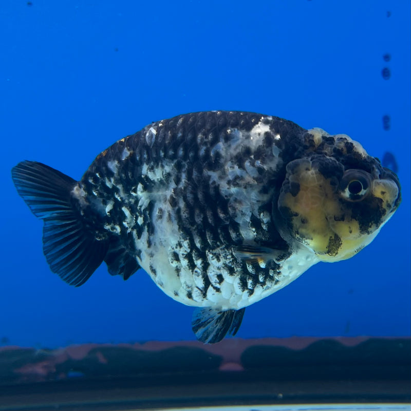 Thai Ranchu Lemon Head Granite Calico 3” Body Male(CK-1384)R1A09