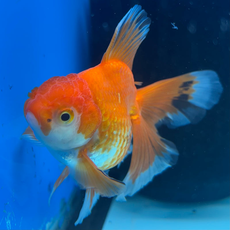 Thai Oranda Tri-Color 2.5” Body Female(CK-862)R3B16