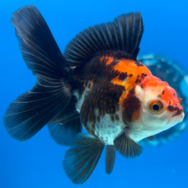 Thai Oranda NOK Apache 2.5” Body Male(NOK-CK-1192)R3B13