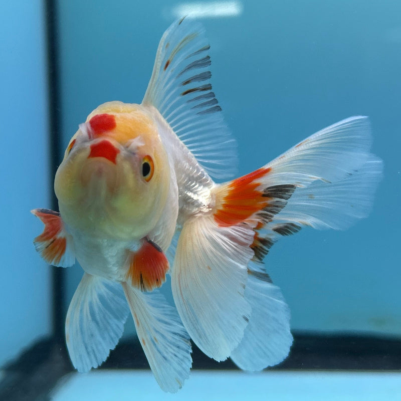 Thai White Oranda 2.5“ Body Male (JCD-150)R4C07