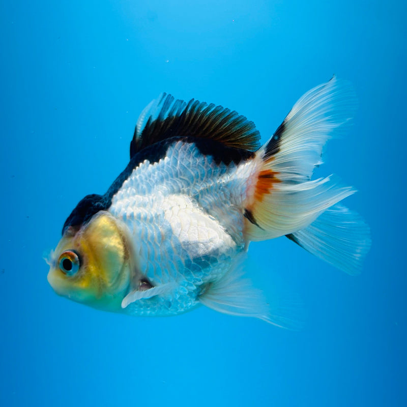 (KP-011) Panda Fancy Oranda Juvenile 2'' R4B02