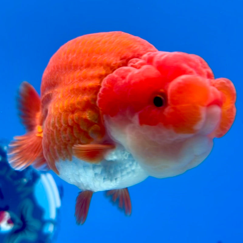 Thai Ranchu Red/White 3.5” Body Male(CK-1132)R1A07