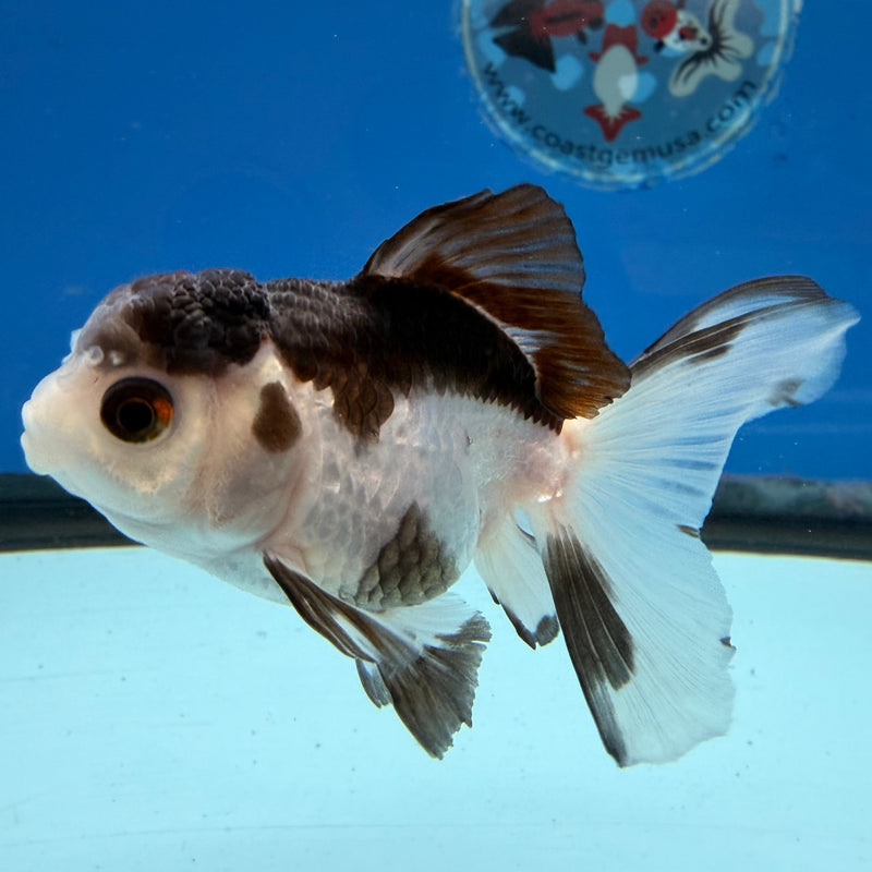 Thai Oranda Panda 2.5” Female (FEB-317)R3B08