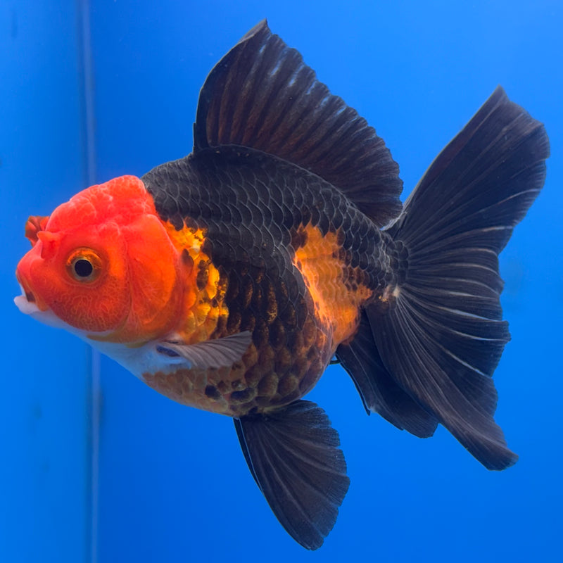Thai Oranda Apache 3” Body Male(CK-686)R1A11