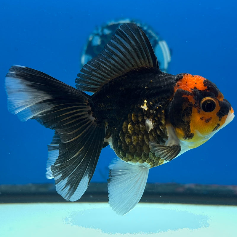 Thai Oranda Apache 3” Body Female(CK-979)R3B09