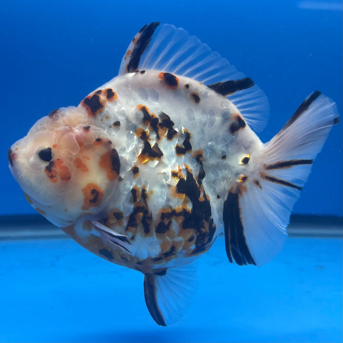 Thai Oranda Tri-Color Tiger 4" Male(NKT-CK-1570)BLUETUB-B