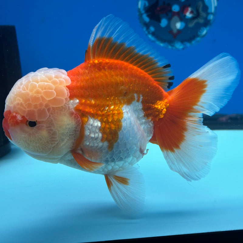 Thai Jumbo Oranda Tri-Color 4.5” Body Female(CRP-CK-1086)BLUETUB2