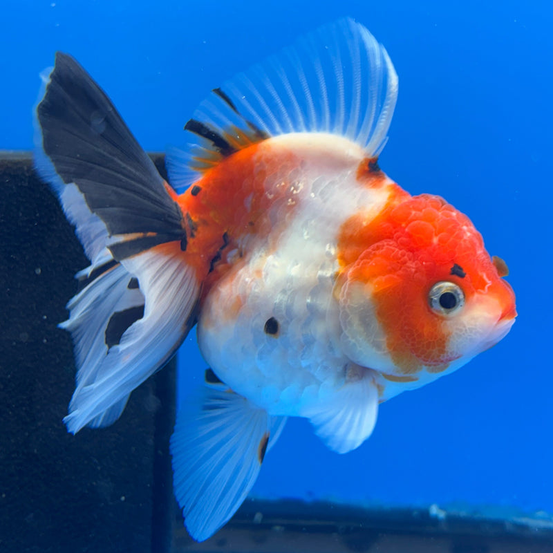 Thai Oranda Tri-Color Tiger Calico 3” Body Female(CK-622)R1B02