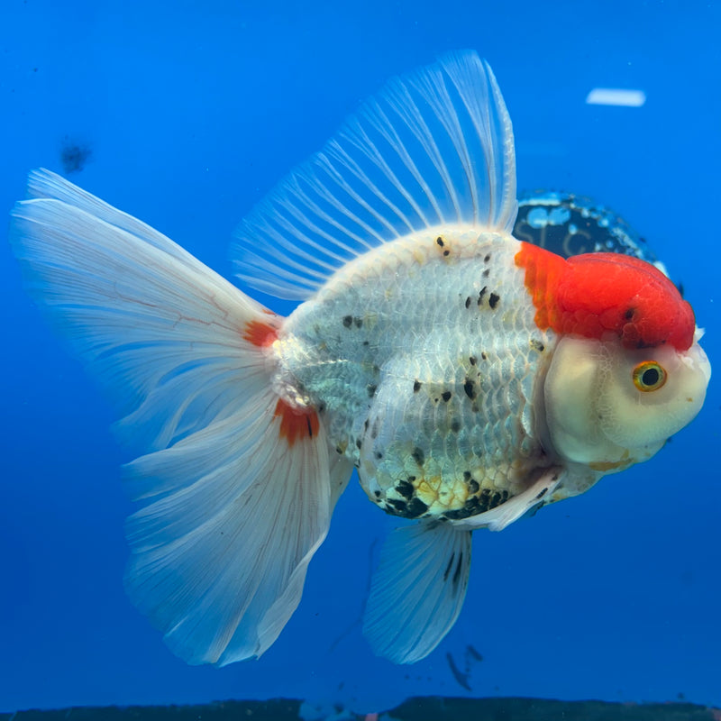 Thai Oranda Tri-Color 4” Body Female(CK-1493)R2B20