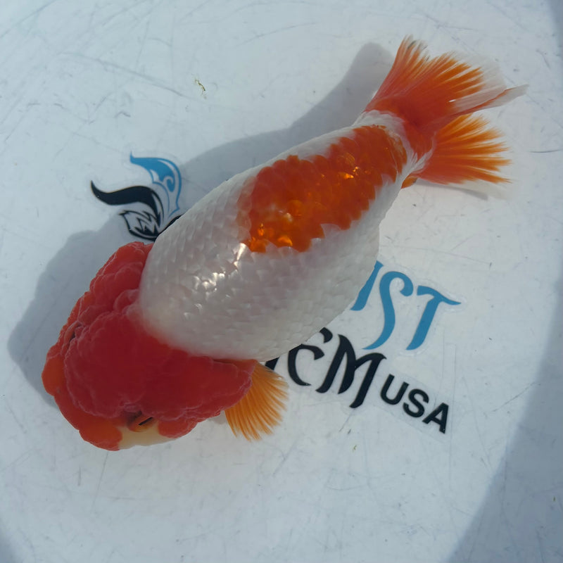 Live Fancy Goldfish Thai Ranchu AA Grade Top View Red & White Ranchu 3.5” Body Male(CK-873)BLUETUB1