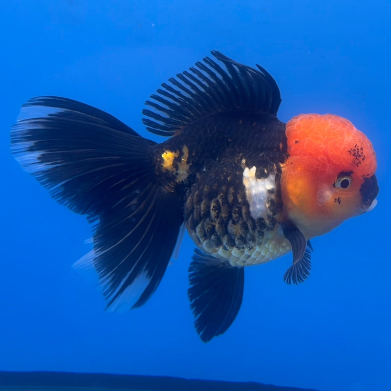Thai Oranda Apache 3” Body Female(CK-671)R1B08