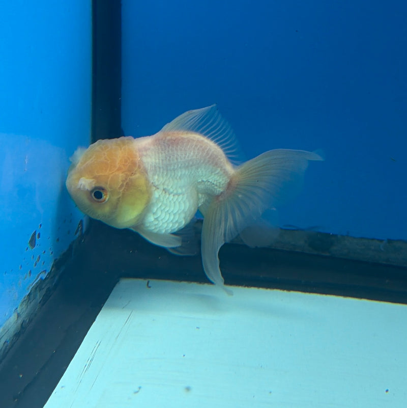 Thai Oranda Lemonhead 2.5” Female (FEB-267)R3A09