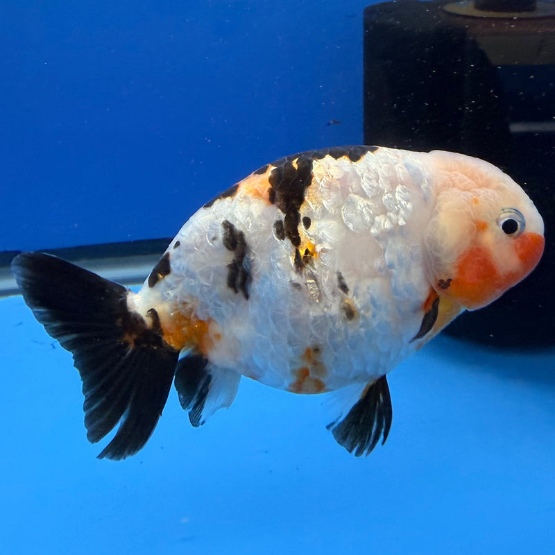 Chinese Ranchu Tri-Color Sakura 3.5in Female (FEB-310)R2A06
