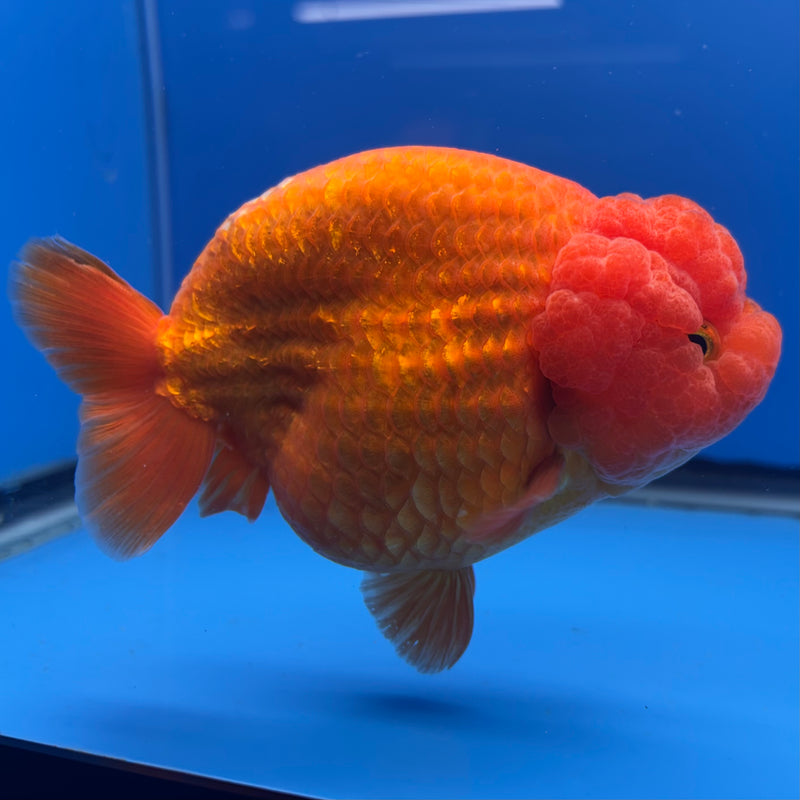 Thai Ranchu JUMBO Full Red 4.5” Body Female(CK-1319)SHOWTANK2