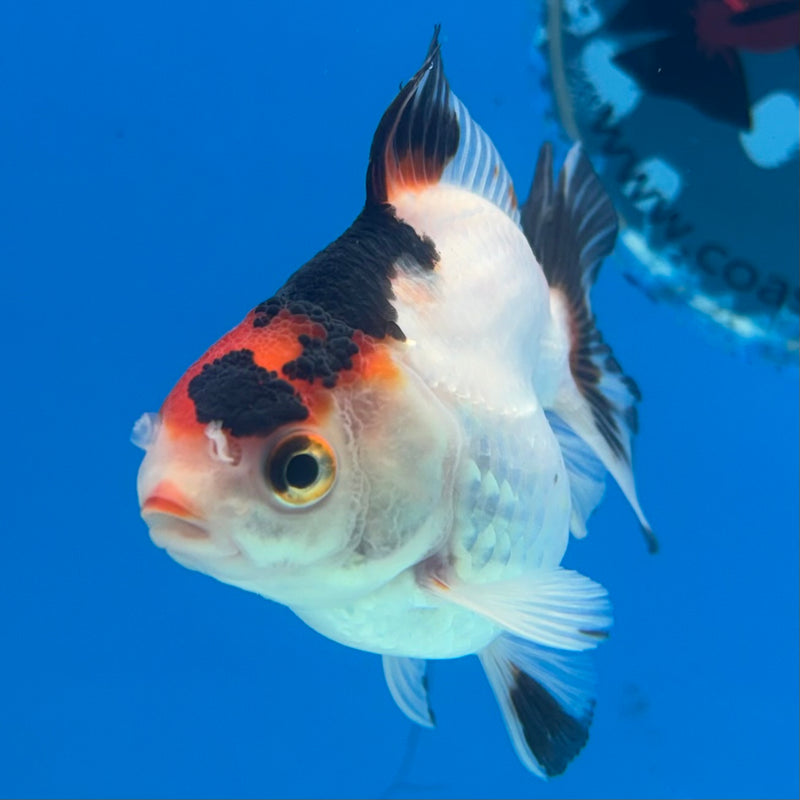 Thai Oranda NOK Tri-Color 2.5” Body Female(NOK-CK-1187)R3B14