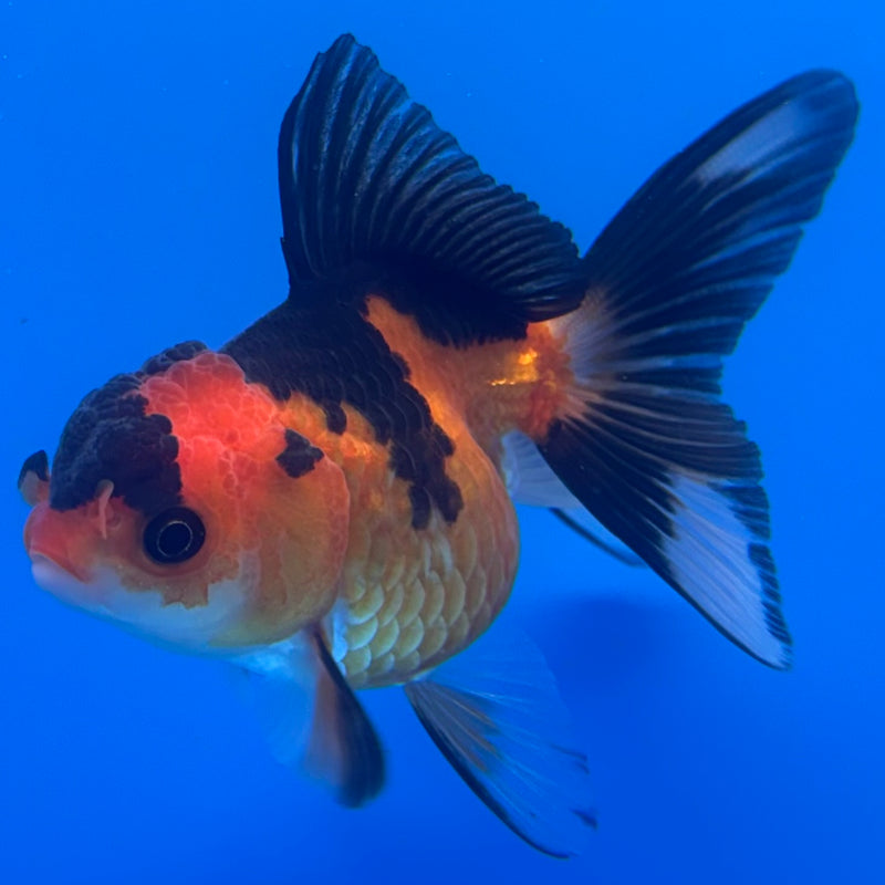 Thai Oranda Apache 2.5” Body Female(CK-1236)R3B12