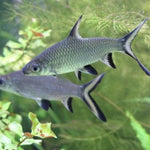 Live Tropical Freshwater Bala Shark (Balantiocheilos melanopterus)